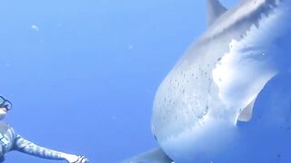 Female Diver Hawaiian Ocean Ramsey Swims With Record Breaking Largest