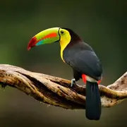 TropicalRainforest
