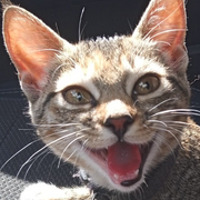 Maurx