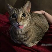 Cur1os1tyk1lledthecat