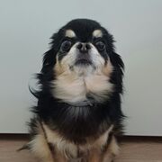 Ferdi88
