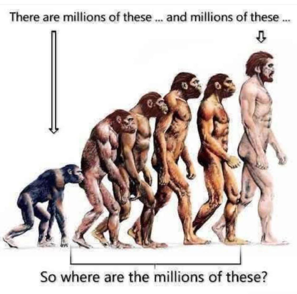 Human Evolution in is a Myth