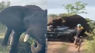 WILD: Safari Goes Horribly Wrong as Elephant Attacks