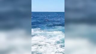 Swimmer Dies after Being Attacked by a Shark off Sydney Beach