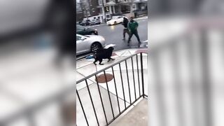 Good Samaritan Shoots Dog to Save Small Child from Attack In Philly.