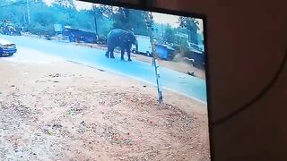 Elephant Stomps Mahout after Getting Provoked In India