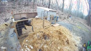 Pigs Fight Off Black Bear that Hopped Into Their Pen In Connecticut