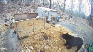 Pigs Fight Off Black Bear that Hopped Into Their Pen In Connecticut