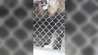 Lion Viciously Attacks Man at Zoo In Jamaica
