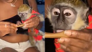 LOL: Girl Trained Her Pet Monkey to Help Roll a Blunt.