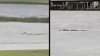 Hurricane Ian: Shark & Alligator Seen Swimming In The Flooded Streets Of Florida!