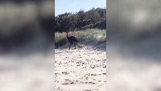 Australian girl catches rare glimpse of Emu walking on the beach with her chicks
