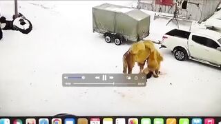 KARMA: Camel Kills Russian After the Man Punched it In the Face