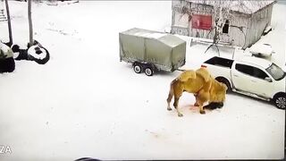KARMA: Camel Kills Russian After the Man Punched it In the Face
