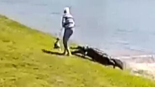 OMG: 11-Foot Long Gator Attacks and Kills Elderly Woman Walking Her Dog