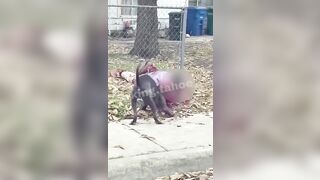 Two Pit Bulls Kill an 81-Year-Old Man & Injure 3 Others, Cops Use Axes To Beat Them