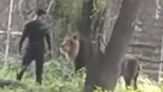 Drunk Man Jumped into a Lion Cage at Zoo