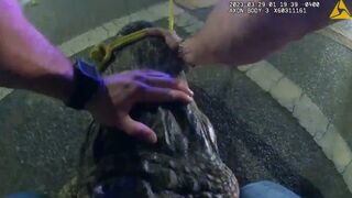 Tampa Bay Police Release Footage of Officers Wrangling a 9-foot alligator