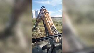 Guy Removes Hornet's Nest With A Backhoe To Disastrous Results, Is he Alive?