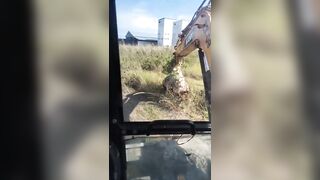 Guy Removes Hornet's Nest With A Backhoe To Disastrous Results, Is he Alive?