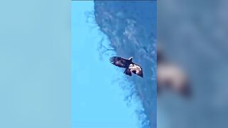 Bald Eagle Snatches Poodle from Back Yard.....