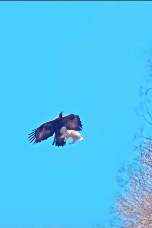 Bald Eagle Snatches Poodle from Back Yard.....