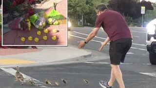 DAMN: Man Helps Ducks Cross the Road...Only to be Struck and Killed by a Car Himself.