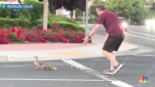 DAMN: Man Helps Ducks Cross the Road...Only to be Struck and Killed by a Car Himself.