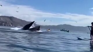 OMG! Two Kayakers Literally Swallowed WHOLE by a Massive Whale!