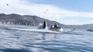 OMG! Two Kayakers Literally Swallowed WHOLE by a Massive Whale!