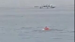 DAMN: Tourist Filmed Being Eaten By a Shark.