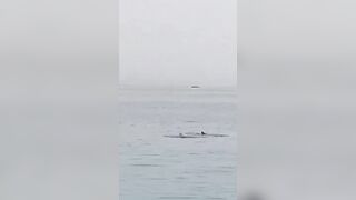 DAMN: Tourist Filmed Being Eaten By a Shark.