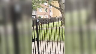Woman Mauled by 3 Dogs on The Park, Owner is Being Sought by Police