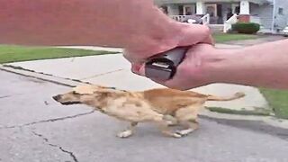 GRAPHIC CONTENT WARNING: Bodycam Footage of Lorain Police Officer Shooting Dog