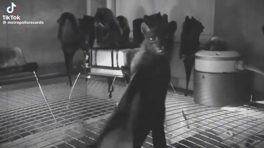 LOL: Someone filmed bats upside down and it looks like a goth night club