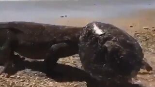 Komodo Dragon Lizard Walks With a Turtle Shell on Its Head