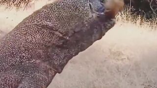 Dragon Finishes Off a Calf WHOLE