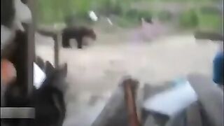 Workers Allegedly Filmed Their Final Moments Once the Momma Bear Shows Up.