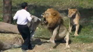 Watch: Alcoholic Thinks He Can FIGHT Lions