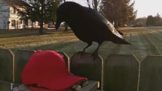 Man Training His Crows To Attack MAGA Hats