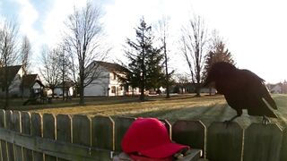 Man Training His Crows To Attack MAGA Hats