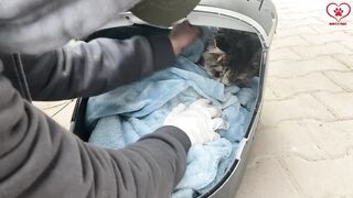 Before & After| A Paralyzed Cat Lying On Sidewalk Crying For Help And No One Paid Attention Rescue
