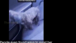 Confused, Unaware of What Had Just Happened, Puppy Desperately Tried to Run After Her Owner..