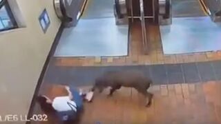 Wild Boar Attacks Two Passengers At Railway Station In Hong Kong