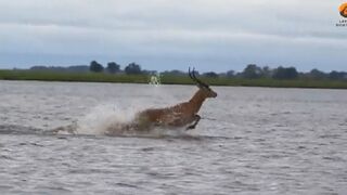 Crocodile swims Fast to eat Antelope...Fast Enough?