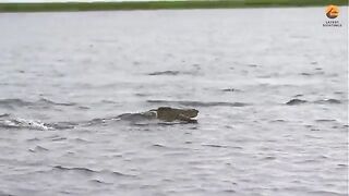 Crocodile swims Fast to eat Antelope...Fast Enough?
