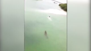 Shocking video: Massive crocodile chases swimmer in Mexico