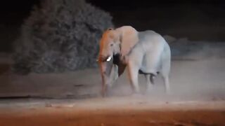 Angry Elephant & Rhino Jungle Fight
