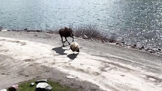 Glacier National Park: Grizzly vs Moose