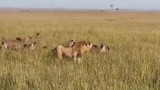 Lion King vs 30 Hyenas! Rare KILL!